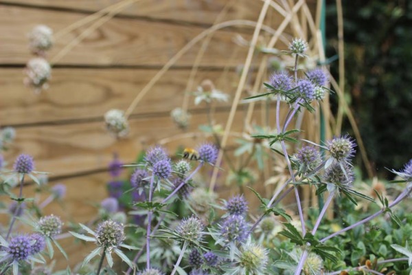 Knutsford Garden